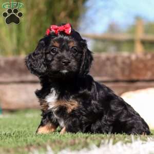 Lila, Cavapoo Puppy
